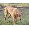 Chesapeake Bay Retriever Pictures 2