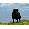 Labrador Retriever Pictures 0