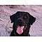 Labrador Retriever Pictures 2