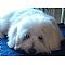 Coton de Tulear Pictures 2