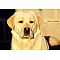 Labrador Retriever Pictures 4