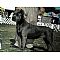 Cane Corso Pictures 22