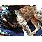 English Setter Pictures 1