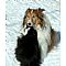 Shetland Sheepdog Pictures 1