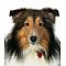 Shetland Sheepdog Pictures 2