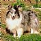 Shetland Sheepdog Pictures 3