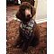 Poodle Pictures 1