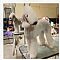 Bedlington Terrier Pictures 0