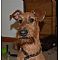 Irish Terrier Pictures 5