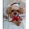 Toy Poodle Pictures 0