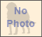 Lagotto Romagnolo Pictures 0
