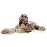 Afghan Hound Picture