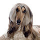 Afghan Hound Photo