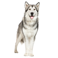 Alaskan Malamute Picture