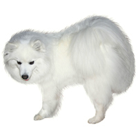 American Eskimo Dog Picture