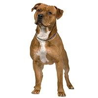 American Staffordshire Terrier Picture