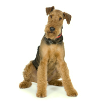 Airedale Terrier Picture