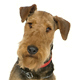 Airedale Terrier Photo