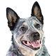 Australian Cattle Dog Photo