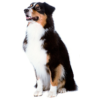 Australian Shepherd Picture