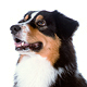 Australian Shepherd Photo