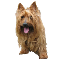 Australian Terrier Picture