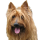 Australian Terrier Photo