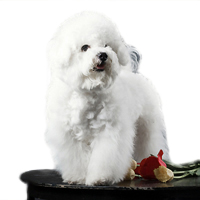 Bichon Frise Picture