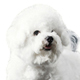 Bichon Frise Photo