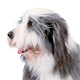 Bearded Collie Photo