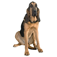 Bloodhound Picture