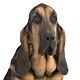 Bloodhound Photo