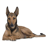 Belgian Malinois Picture