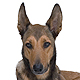 Belgian Malinois Photo