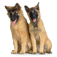 Belgian Tervuren Picture