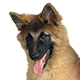 Belgian Tervuren Photo