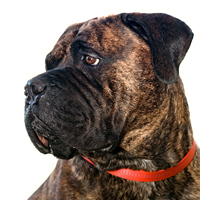 Bullmastiff Picture