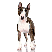 Bull Terrier Picture