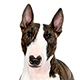 Bull Terrier Photo