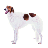 Borzoi Picture