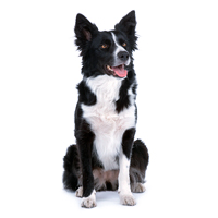 Border Collie Picture