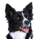 Border Collie Photo