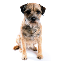 Border Terrier Picture