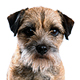 Border Terrier Photo