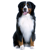 Bernese Mountain Dog Picture