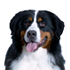 Bernese Mountain Dog Photo