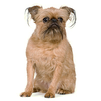 Brussels Griffon Picture