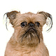 Brussels Griffon Photo