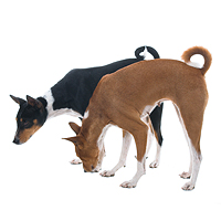 Basenji Picture