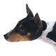 Basenji Photo